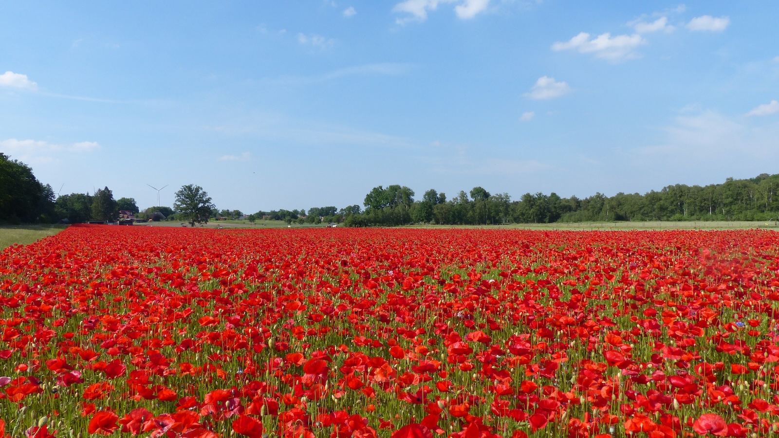 Online-Schulung: Regionales Saatgut